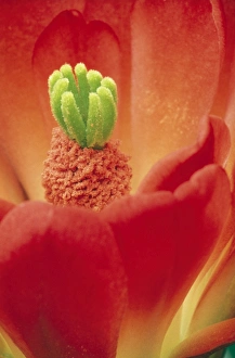 Images Dated 9th February 2011: Hedgehog Cactus CAN 1781 Flower close up © John Cancalosi / ardea.com