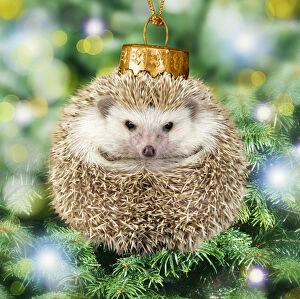 Hedgehogs Gallery: Hedgehog Christmas bauble on Christmas tree
