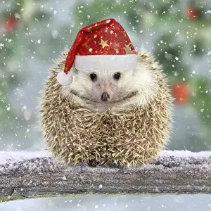 Branch Prints: Hedgehog with Christmas hat on branch in winter snow
