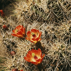 Images Dated 9th February 2011: Hedgehog / Claret Cup Cactus DB 131 Echinocereus triglochidiatus © Donald D. Burgess / ardea.com