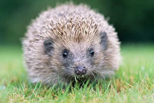 Hedgehog - close-up from front