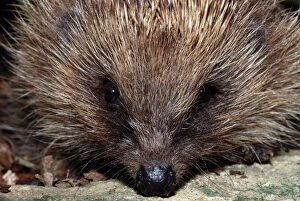 Hedgehog - close-up