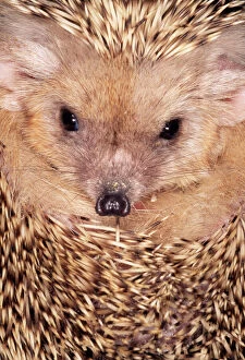 Hedgehogs Gallery: HEDGEHOG - close-up of face