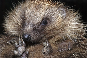 Images Dated 7th November 2006: Hedgehog - close-up showing underside of feet. UK