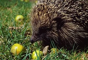 Images Dated 19th October 2007: Hedgehog - with crab apples