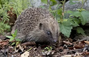 Spiny Prints: Hedgehog - crawling through the undergrowth searching for food - Cannock Chase - Staffordshire - England