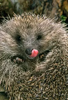 Happy Prints: Hedgehog - curled up