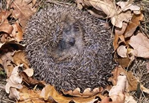Images Dated 29th November 2004: Hedgehog Curled up in ball