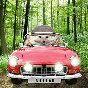 Hedgehogs Gallery: Hedgehog driving car through a forest wearing a cap with number one Dad number plate Date