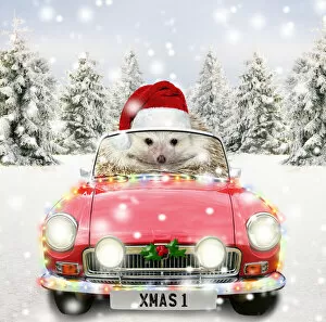 Images Dated 25th May 2021: Hedgehog driving a sports car through Christmas winter scene