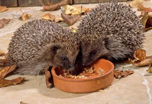 Bowls Collection: Hedgehog - eating from bowl