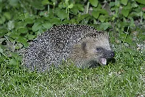 Hedgehog - feeding in garden at night, Lower Saxony, Germany