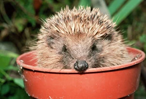 Sheltering Collection: Hedgehog In flower pot