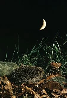 HEDGEHOG - foraging at night, with quater moon