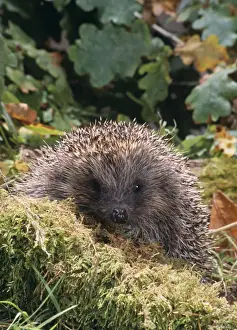 Hedgehog - foraging outside