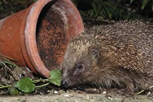 Images Dated 7th November 2006: Hedgehog - in garden. UK