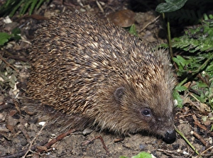 Images Dated 7th November 2006: Hedgehog - in garden. UK