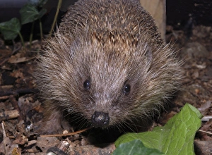 Images Dated 7th November 2006: Hedgehog - in garden. UK