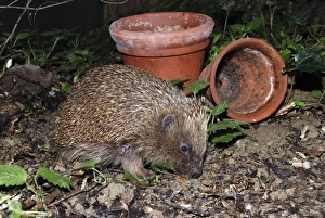 Images Dated 7th November 2006: Hedgehog - in garden. UK