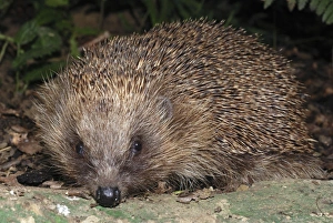 Images Dated 7th November 2006: Hedgehog - in garden. UK