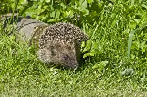 Hedgehog - in grass with log behind - Lincolnshire - UK
