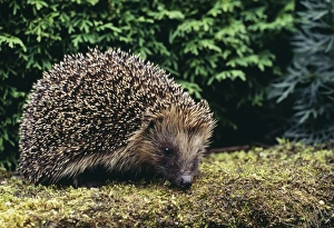 Images Dated 7th October 2005: Hedgehog - On ground. Lincolnshire, UK