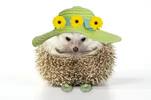 Smile Prints: Hedgehog - in hat and shoes - Easter - captionable Digital Manipulation: Hat flowers 7 shoes (Su)