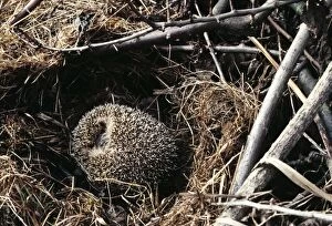 Hedgehogs Gallery: Hedgehog - Hibernating, curled up in nest