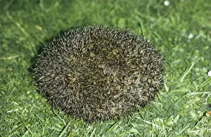 Curled Up Prints: Hedgehog JLM 261 Erinaceus europoeus © J. L. Mason / ARDEA LONDON