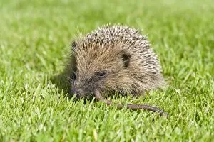 Earthworms Gallery: Hedgehog - juvenile eating earthworm on lawn