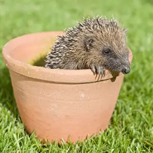 Hedgehog - Juvenile in flower pot - Norfolk England