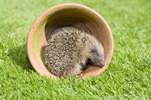 Images Dated 13th September 2007: Hedgehog - Juvenile in flower pot - Norfolk England