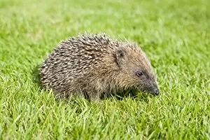 Hedgehog - juvenile on garden lawn in daylight