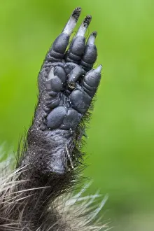 Nails Prints: Hedgehog - leg
