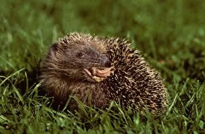 Images Dated 8th December 2005: Hedgehog licking his back in garden