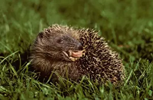 Hedgehog licking his back in garden