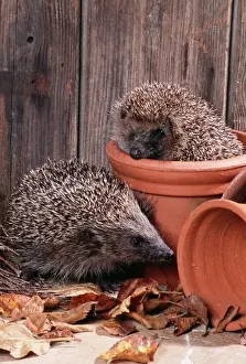 Pots Prints: Hedgehog - in and near flowerpots