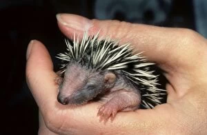 Insectivores Gallery: HEDGEHOG - orphan baby in hand