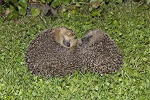 Hedgehog - pair rolled up on garden lawn