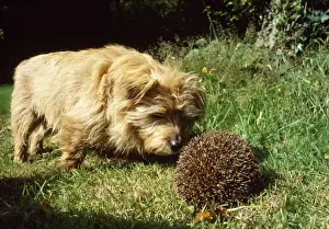 Defence Prints: Hedgehog - being pestered by Terrier