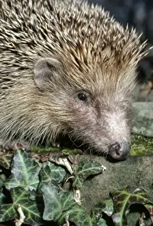 Spikes Prints: Hedgehog PM 4663 Eurinaceus europaeus © P. Morris / ARDEA LONDON