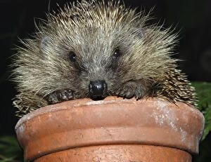 Images Dated 7th November 2006: Hedgehog - in pot in garden. UK