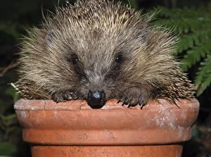 Images Dated 2nd December 2007: Hedgehog - in pot in garden. UK