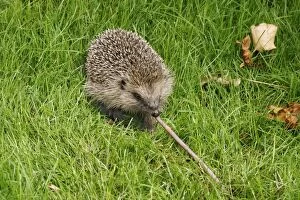 Earthworms Collection: Hedgehog Pulling worm
