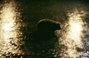 Images Dated 1st March 2006: Hedgehog - on road in headlights