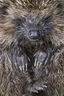Sleep Prints: Hedgehog - rolled up
