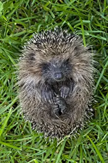 Hedgehog - rolled up