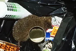 Garbage Prints: Hedgehog - in rubbish