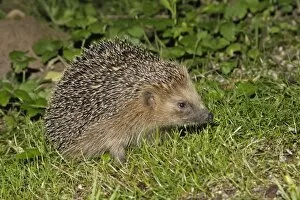 Images Dated 16th June 2007: Hedgehog - searching for food in garden at night, Lower Saxony, Germany