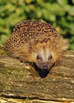 Hedgehog - sitting on a log